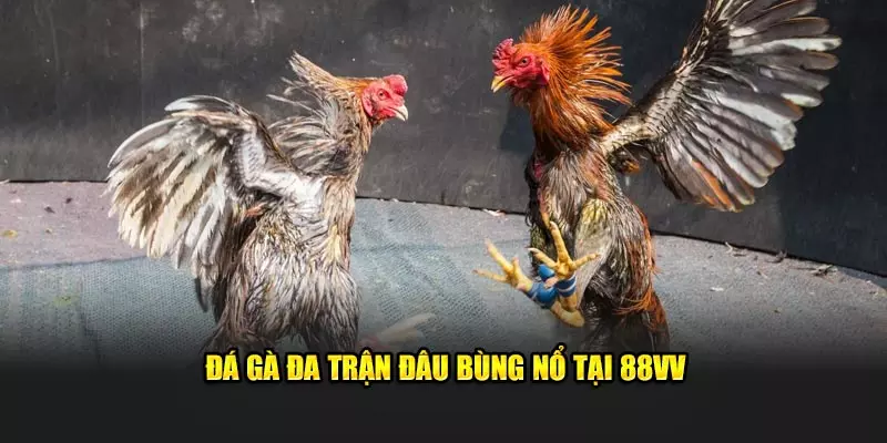 Đá gà đa trận đấu bùng nổ tại 88VV