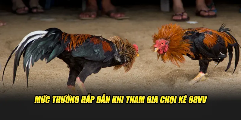 Mức thưởng hấp dẫn khi tham gia chọi kê 88VV